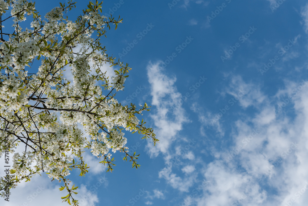 Blossoming cherry with blue sky in the background, nature in spring time. Blossoming cherry with blue sky in the background, nature in spring time.