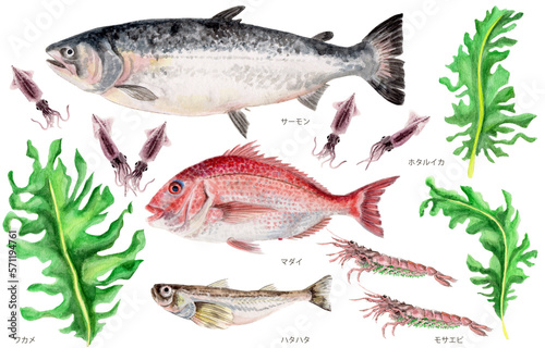 鳥取県四季の県魚（春）手描き水彩画 photo