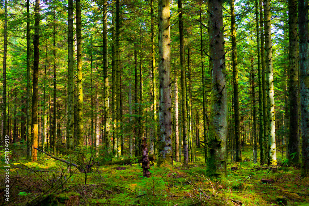 Obraz premium デンマークの神秘の森の中