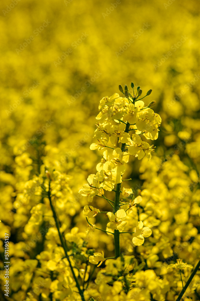 Flowering oilseed rape crop in field. Blooming canola flowers. Rapeseed in agricultural field in summer, close up. Flowering oilseed rape crop in field. Blooming canola flowers. Rapeseed in agricultural field in summer, close up.