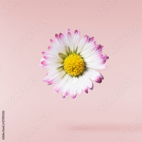 A beautiful white daisy or chamomile flower