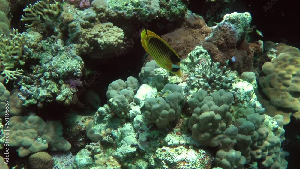 Bright yellow Diagonal butterflyfish (Chaetodon fasciatus) searches for food on a coral reef wall. Bright yellow Diagonal butterflyfish (Chaetodon fasciatus) searches for food on a coral reef wall.