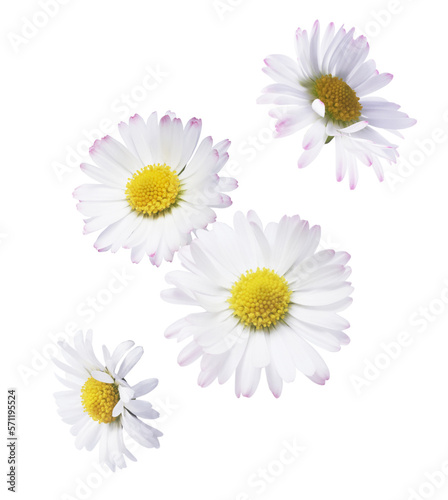 A beautiful white daisy or chamomile flower