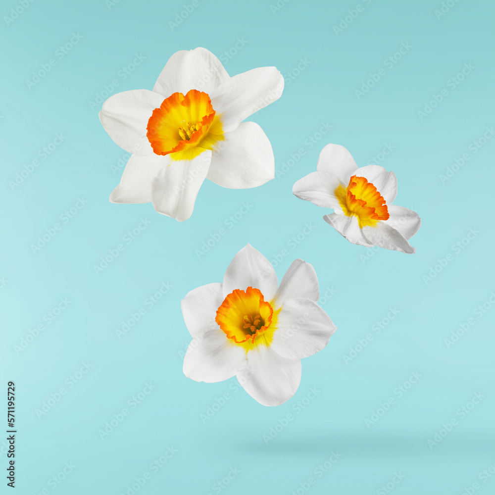 A beautiful white nascissus flower falling in the air isolated A beautiful white nascissus flower falling in the air isolated
