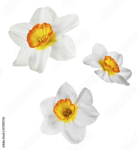 Fototapeta Naklejka Na Ścianę i Meble -  A beautiful white nascissus flower falling in the air isolated