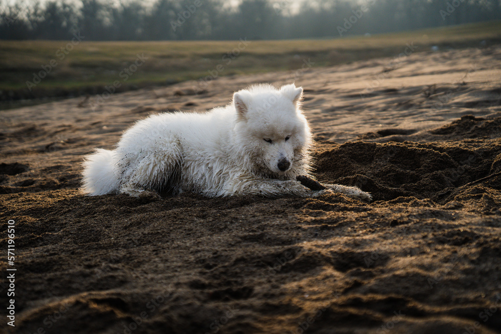 The wet Samoyed dog sits on the beach and gnaws a piece of wood The wet Samoyed dog sits on the beach and gnaws a piece of wood