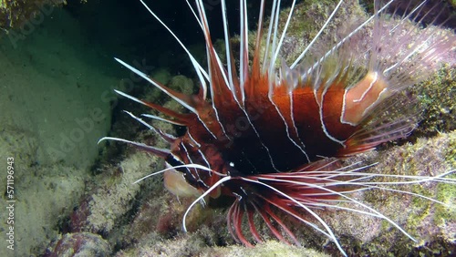 A dark red Radial firefish or Clearfin lionfish (Pterois radiata) lies on a rock, slowly moving its fins, close-up. photo