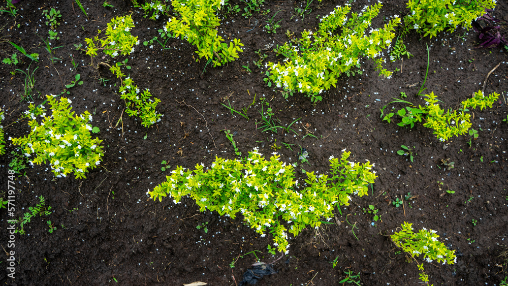 Green plants for Spring background Green plants for Spring background