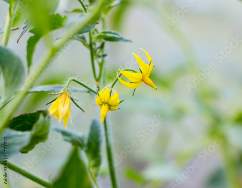 Fototapeta Naklejka Na Ścianę i Meble -  Yellow flowers of flowering tomatoes in a greenhouse in spring