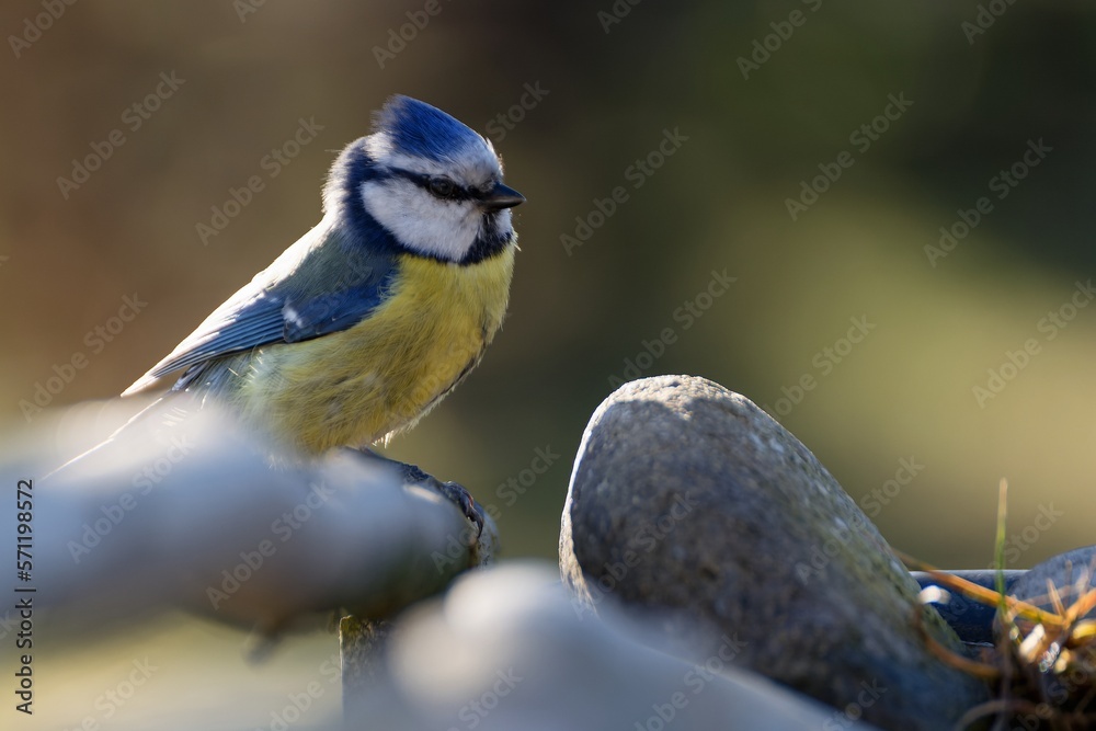 Blue tit on stones at bird water hole. Backlight. Moravia. Czechia. Blue tit on stones at bird water hole. Backlight. Moravia. Czechia.
