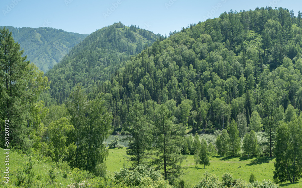 Wooded mountains on a summer sunny day, greenery of forests and meadows, countryside