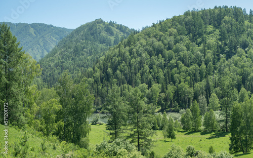 Wooded mountains on a summer sunny day, greenery of forests and meadows, countryside