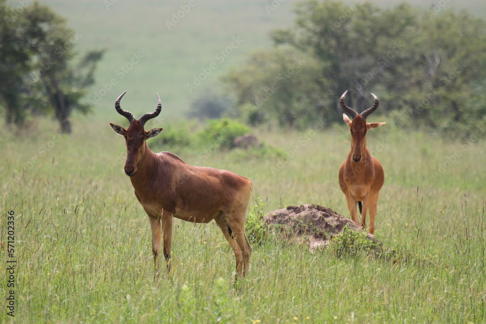 Two hartebeest standing on green grass looking into camera Two hartebeest standing on green grass looking into camera