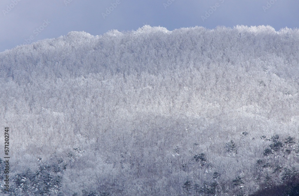 Fototapeta premium 雪山の壁