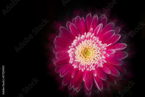 Digital painting of a pink sunlit Barberton Daisy against a dark background, using a shallow depth of field.