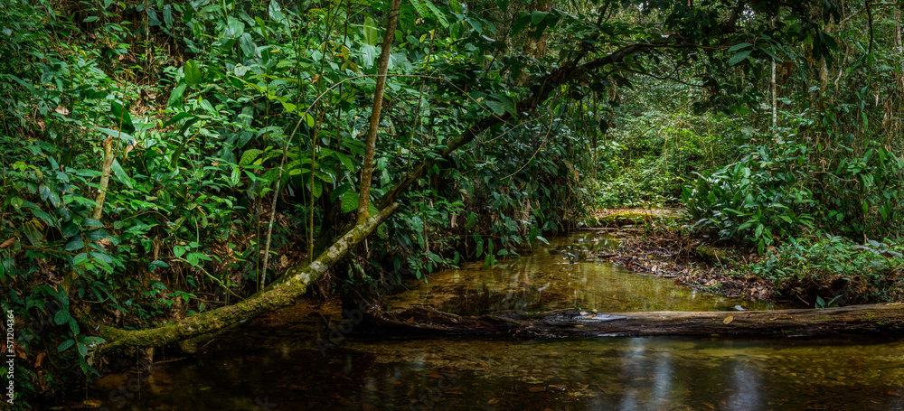 Marantaceae forest interior. Odzala-Kokoua National Park. Cuvette-Ouest Region. Republic of the Congo