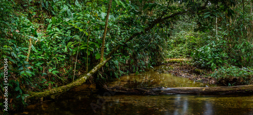 Marantaceae forest interior. Odzala-Kokoua National Park. Cuvette-Ouest Region. Republic of the Congo