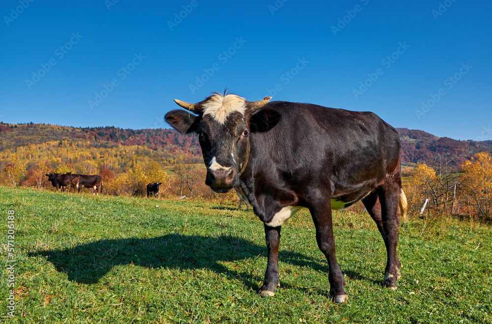 A young black heifer against the backdrop of a picturesque autumn landscape. Grazing in the Carpathians
