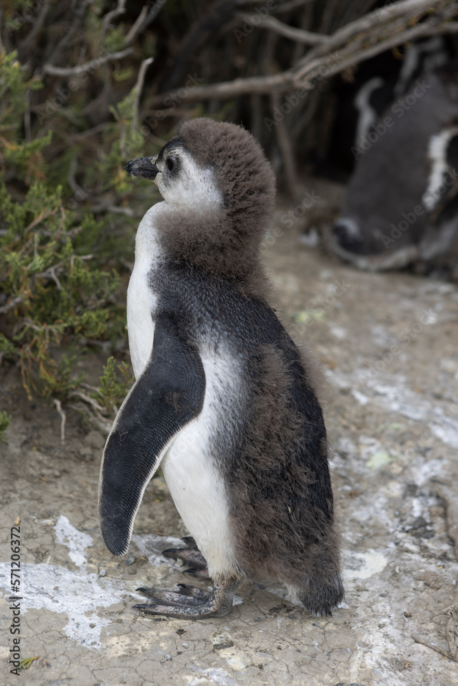 Magellanic penguins at the beach of Cabo Virgenes at kilometer 0 of the famous Ruta40 in southern Argentina, Patagonia, South America Magellanic penguins at the beach of Cabo Virgenes at kilometer 0 of the famous Ruta40 in southern Argentina, Patagonia, South America