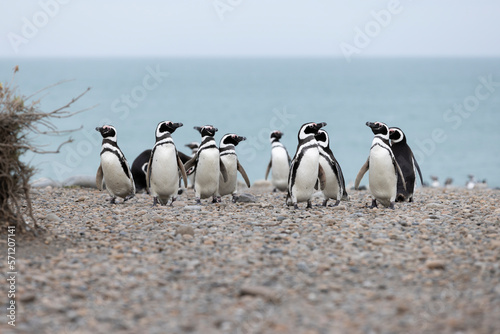 Magellanic penguins at the beach of Cabo Virgenes at kilometer 0 of the famous Ruta40 in southern Argentina, Patagonia, South America 