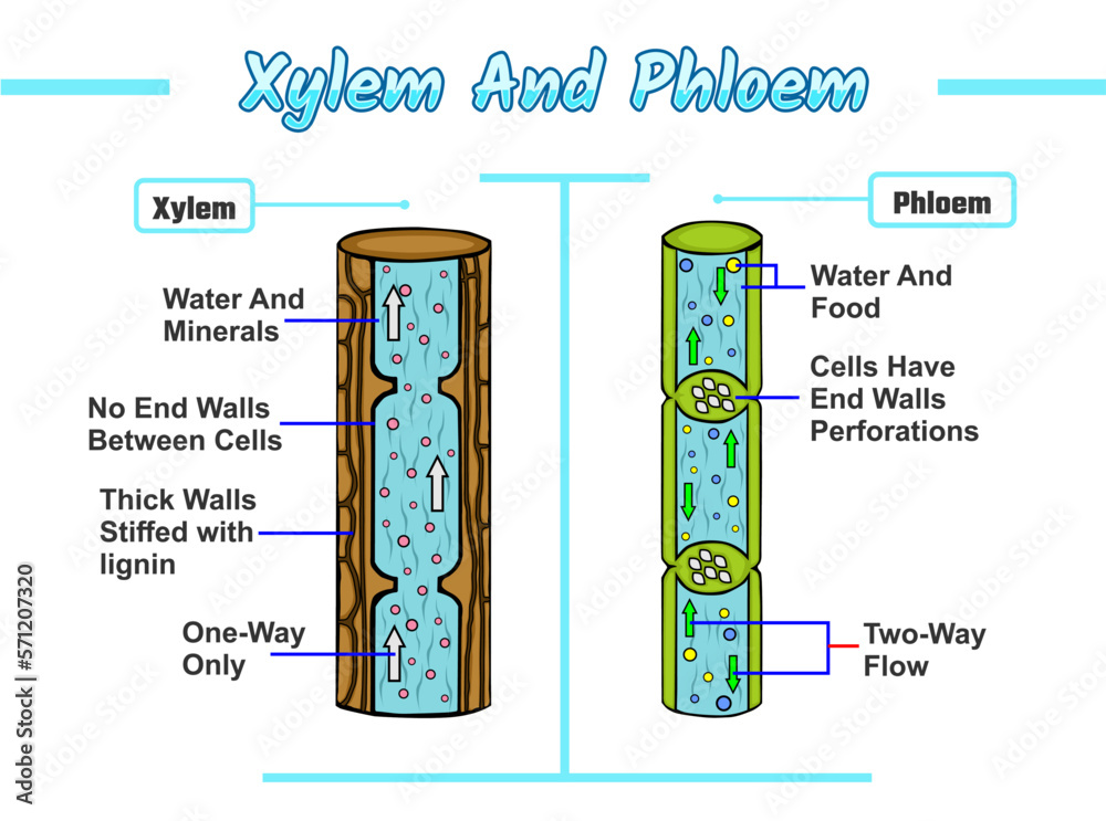 Xylem and phloem vector illustration Stock Vector Adobe Stock