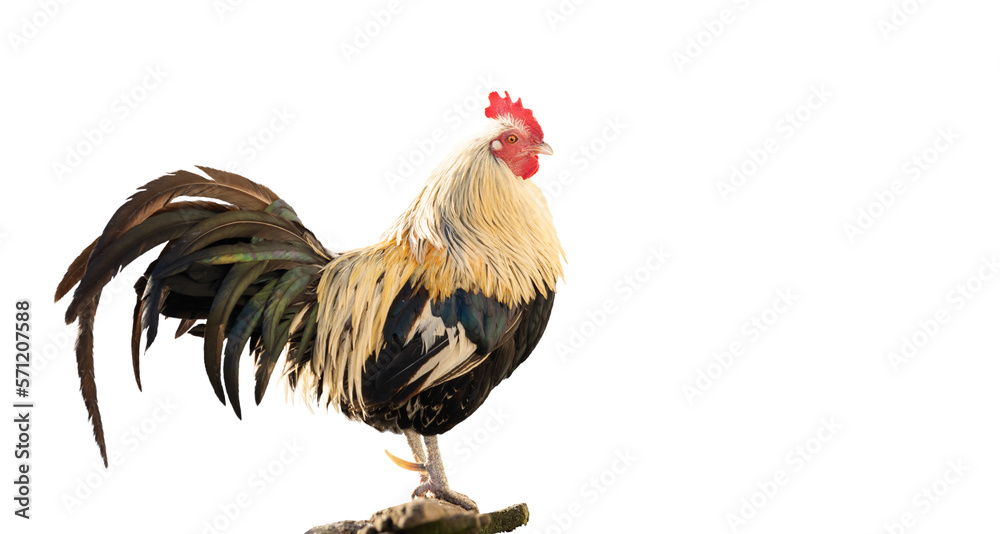 rooster with beautiful plumage isolated on white background