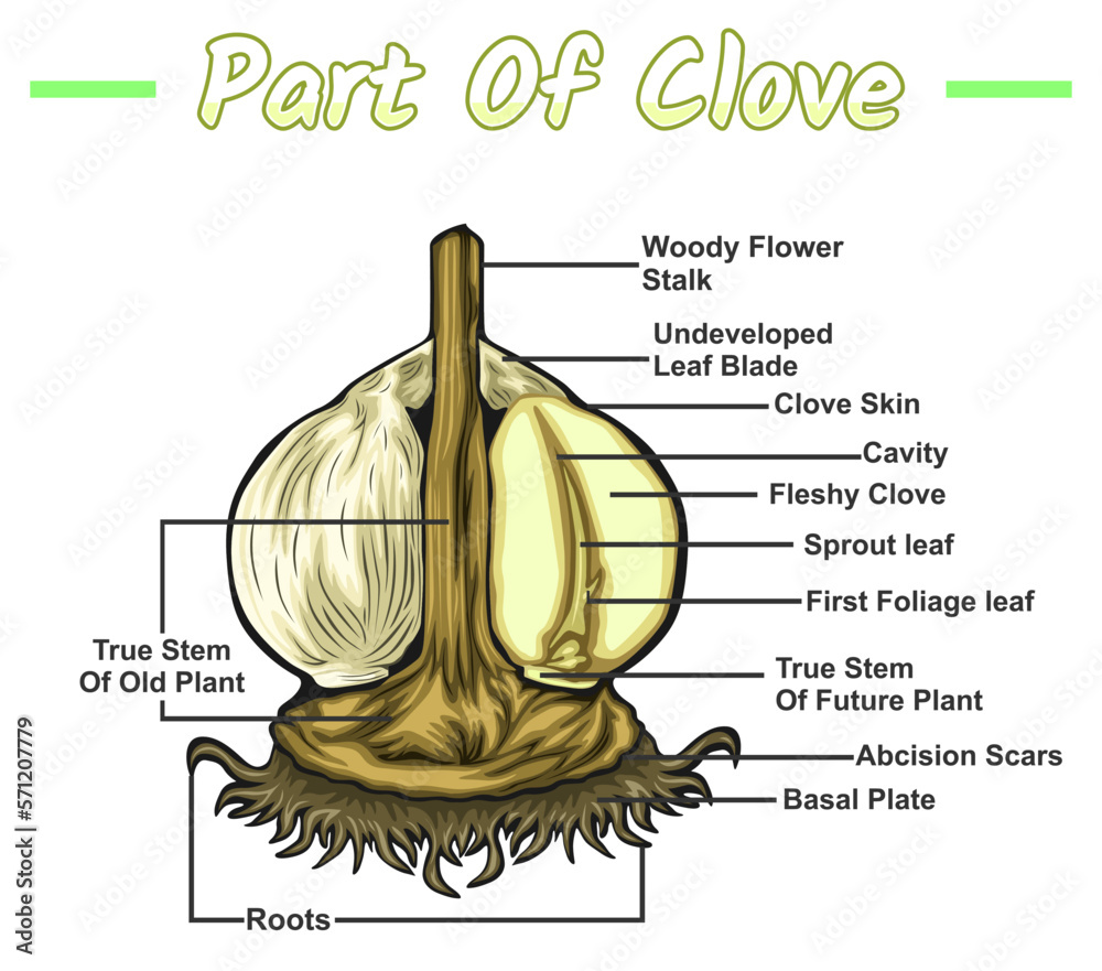 parts of a Clove. Diagram showing the internal parts of a garlic plant