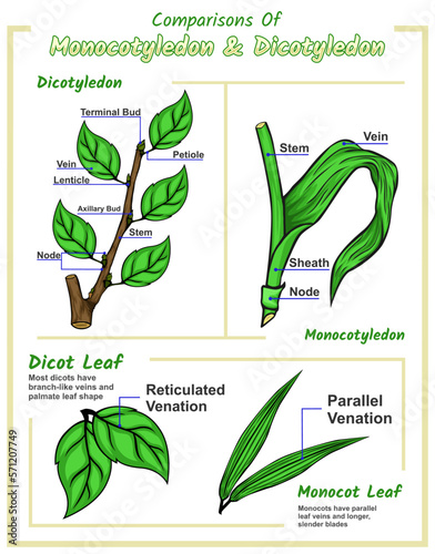 Difference between monocot leaf and dicot leaf photo