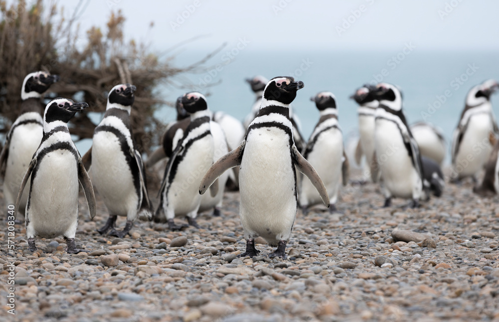 Fototapeta premium Magellanic penguins at the beach of Cabo Virgenes at kilometer 0 of the famous Ruta40 in southern Argentina, Patagonia, South America 