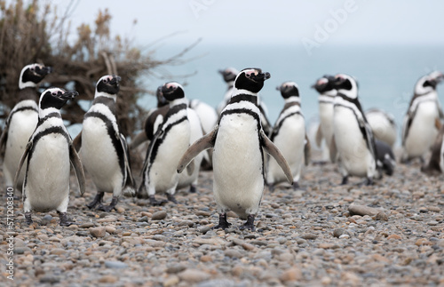 Magellanic penguins at the beach of Cabo Virgenes at kilometer 0 of the famous Ruta40 in southern Argentina  Patagonia  South America  