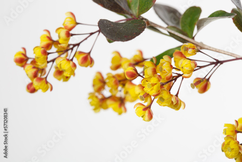 Branch of barberry blooming with yellow flowers isolated on white background.