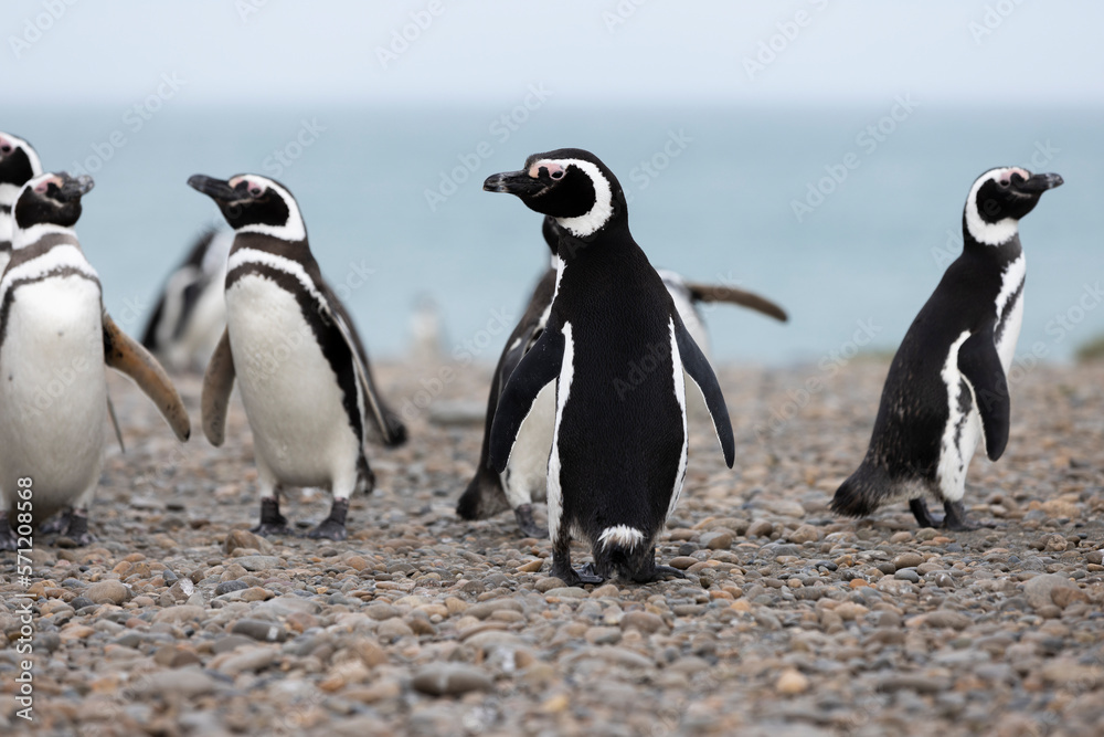 Obraz premium Magellanic penguins at the beach of Cabo Virgenes at kilometer 0 of the famous Ruta40 in southern Argentina, Patagonia, South America 
