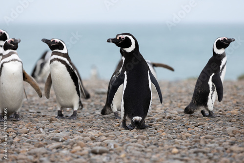 Magellanic penguins at the beach of Cabo Virgenes at kilometer 0 of the famous Ruta40 in southern Argentina, Patagonia, South America 
 photo