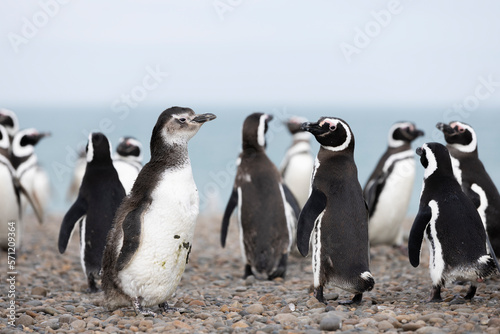 Magellanic penguins at the beach of Cabo Virgenes at kilometer 0 of the famous Ruta40 in southern Argentina, Patagonia, South America 