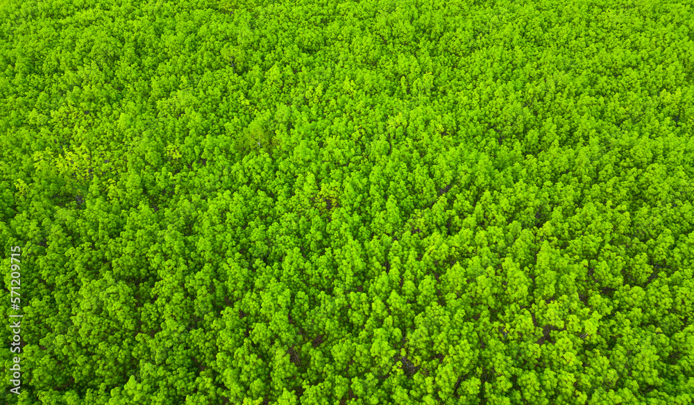 Green rubber plantation from top view Green rubber plantation from top view