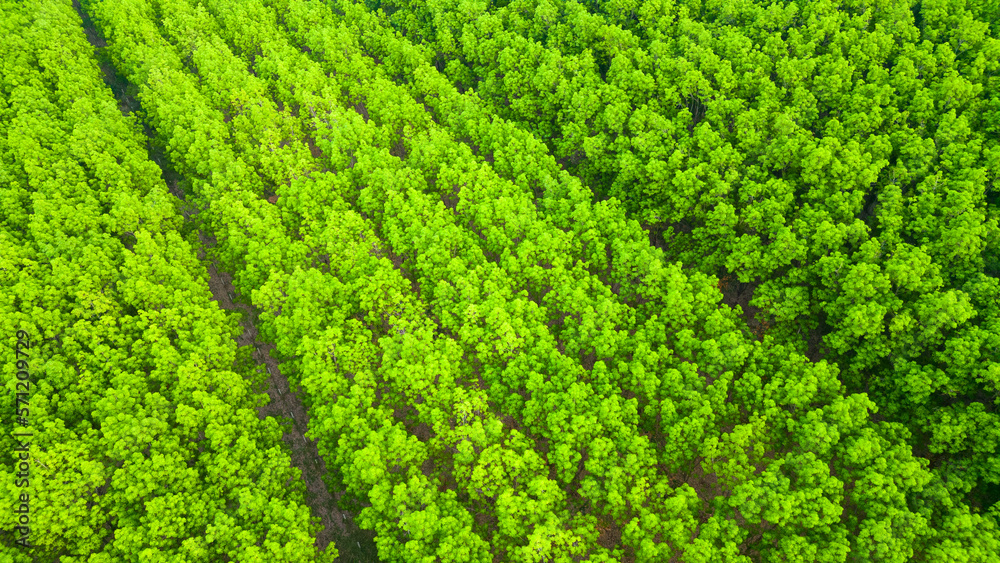 Green rubber plantation from above view