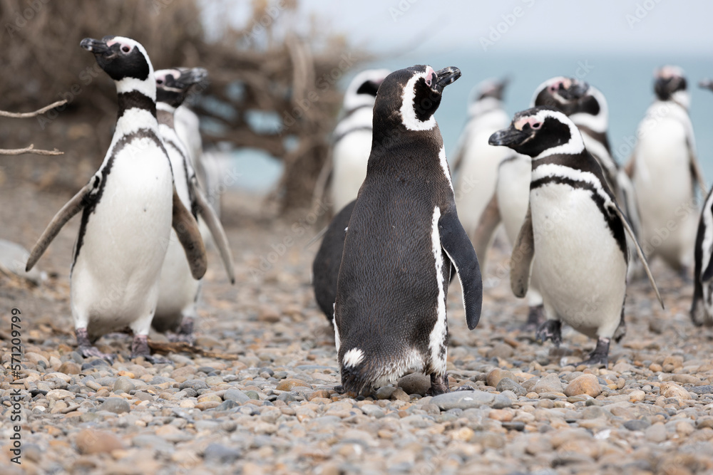Obraz premium Magellanic penguins at the beach of Cabo Virgenes at kilometer 0 of the famous Ruta40 in southern Argentina, Patagonia, South America 