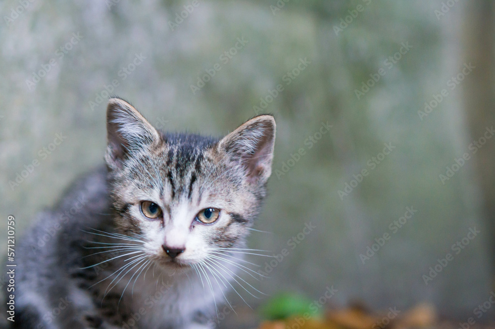 京都 伏見稲荷大社に暮らす可愛らしい野良の子猫