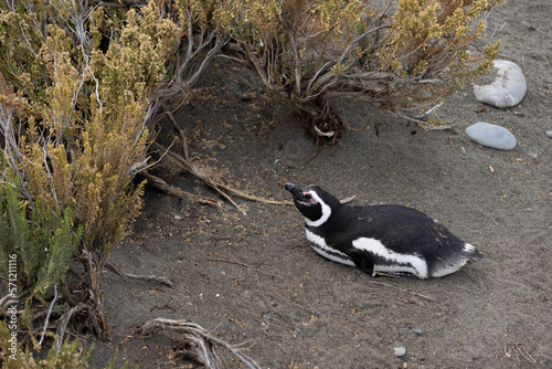 Magellanic penguin at the beach of Cabo Virgenes at kilometer 0 of the famous Ruta40 in southern Argentina, Patagonia, South America 
 photo