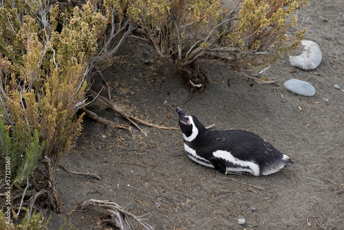 Magellanic penguin at the beach of Cabo Virgenes at kilometer 0 of the famous Ruta40 in southern Argentina, Patagonia, South America 