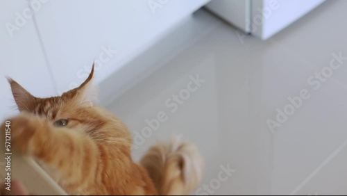 A hungry tabby ginger cat asks to eat, standing on its hind legs. Maine coon a hungry. ginger cat standing on its hind legs asks for meat.