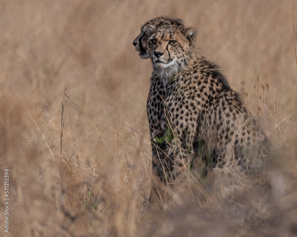 Two young cheetah cubs sitting close behind one another while observing potential prey Two young cheetah cubs sitting close behind one another while observing potential prey