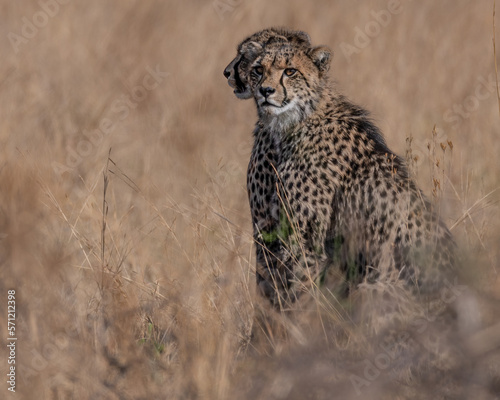 Two young cheetah cubs sitting close behind one another while observing potential prey 