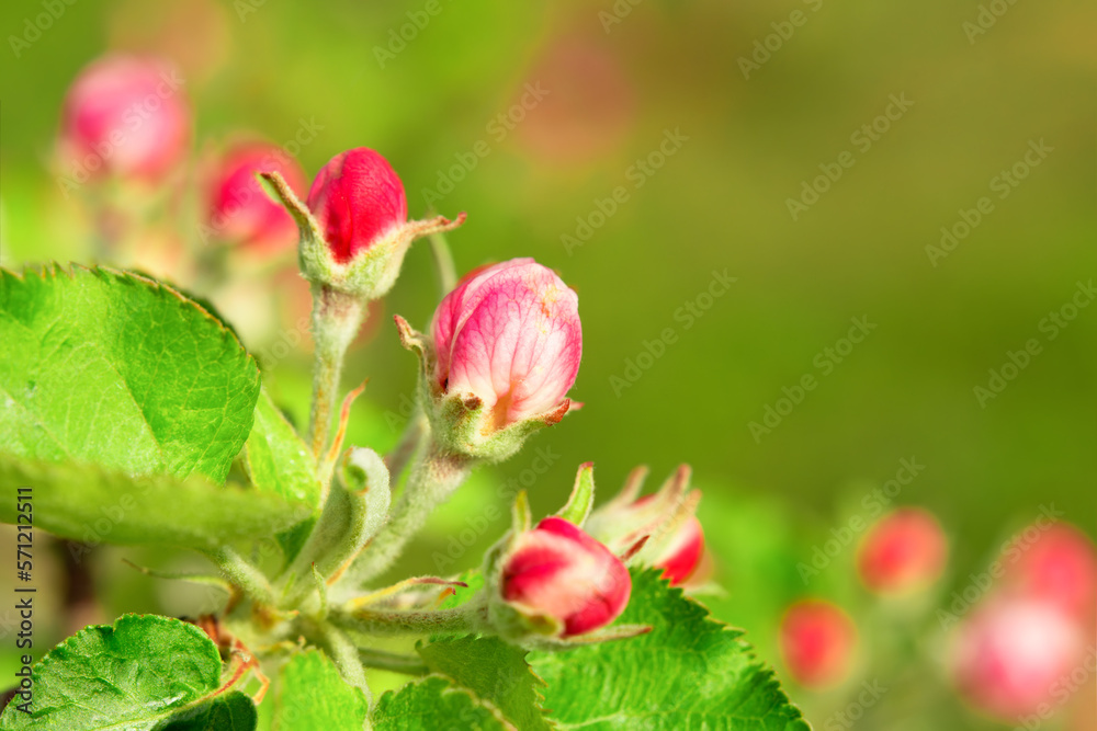 Pink blooming buds of an apple tree blossom outdoors with copy space. Blurred background. Pink blooming buds of an apple tree blossom outdoors with copy space. Blurred background.