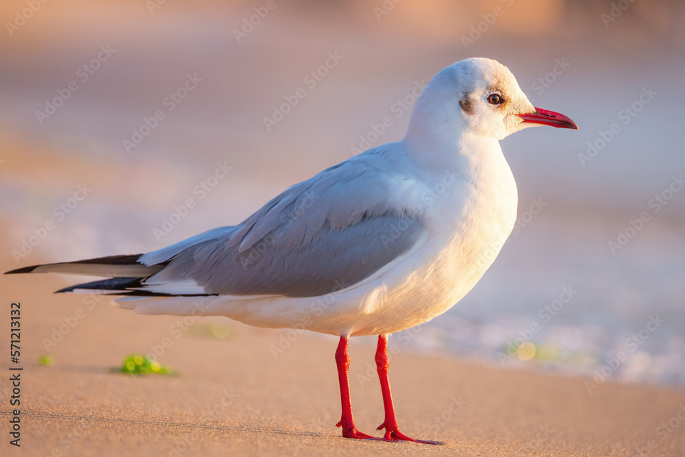 Fototapeta premium Seagull on the beach sand against the sea