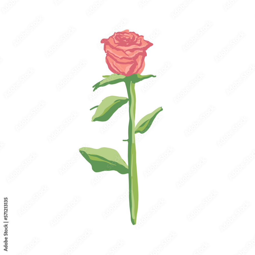 beautiful rose hand drawing isolated on white. beautiful rose hand drawing isolated on white.