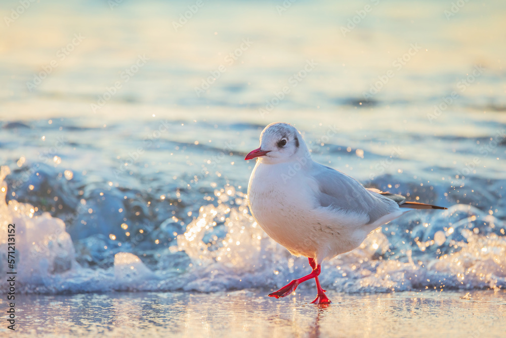 Seagull on the beach sand against the sea Seagull on the beach sand against the sea