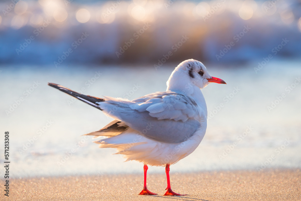 Seagull on the beach sand against the sea Seagull on the beach sand against the sea