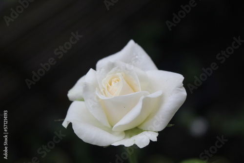 a white rose blooming on a black background