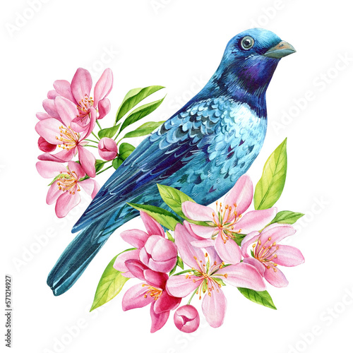 Blue bird on flowering branch, sakura flowers, spring watercolor illustration, hand drawn starling